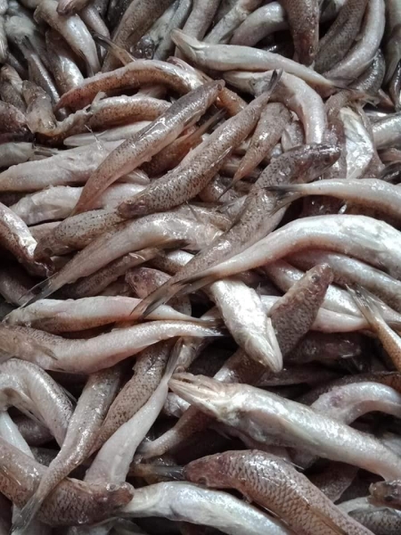 Nguyên liệu - Chả Cá Hà Tĩnh - Công Ty TNHH Sản Xuất Và Kinh Doanh Chả Cá Mậu Nguyễn